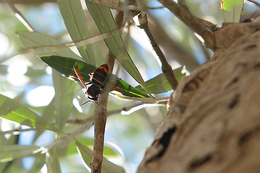 Vespa velutina